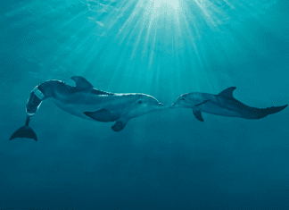 Clearwater Marine Aquarium | I-75 Exit Guide