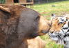 Noah’s Ark Animal Sanctuary – Locust Grove, GA Noahs Ark Animal Sanctuary | I-75 Exit Guide