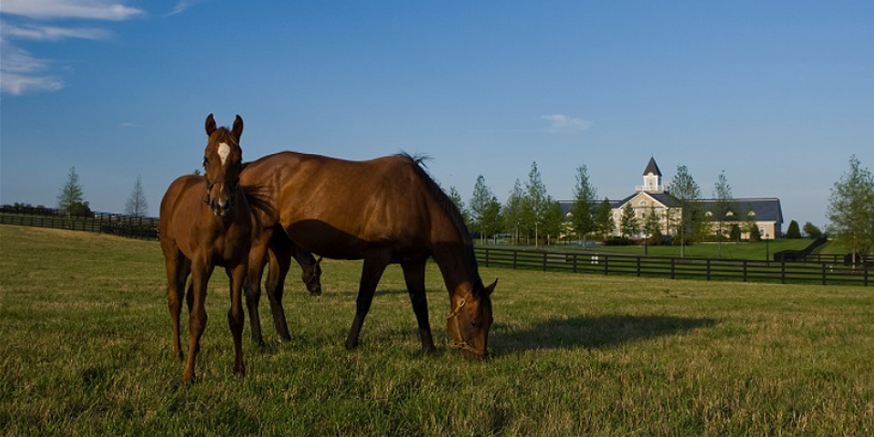 Lexington Horse Country | I-75 Exit Guide