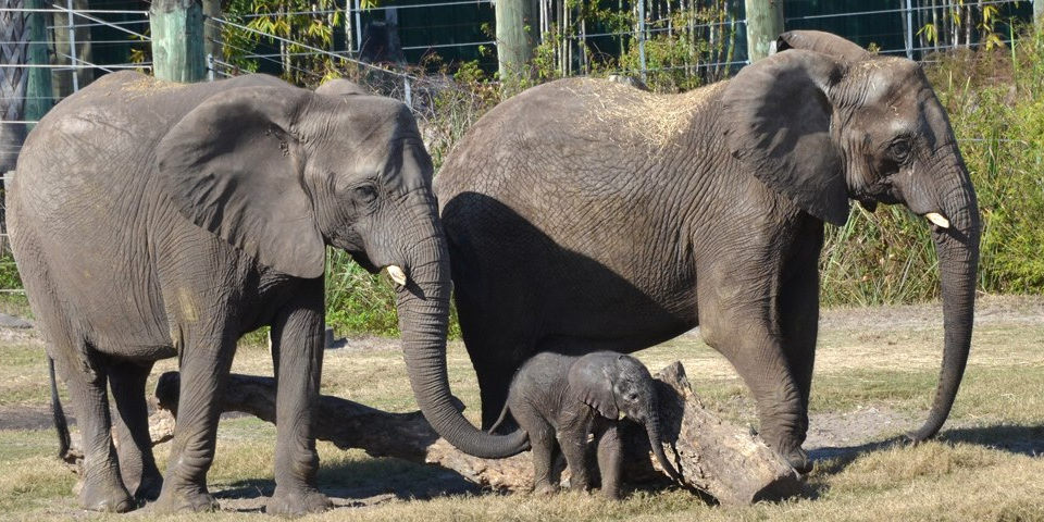 ZooTampa at Lowry Park | I-75 Exit Guide