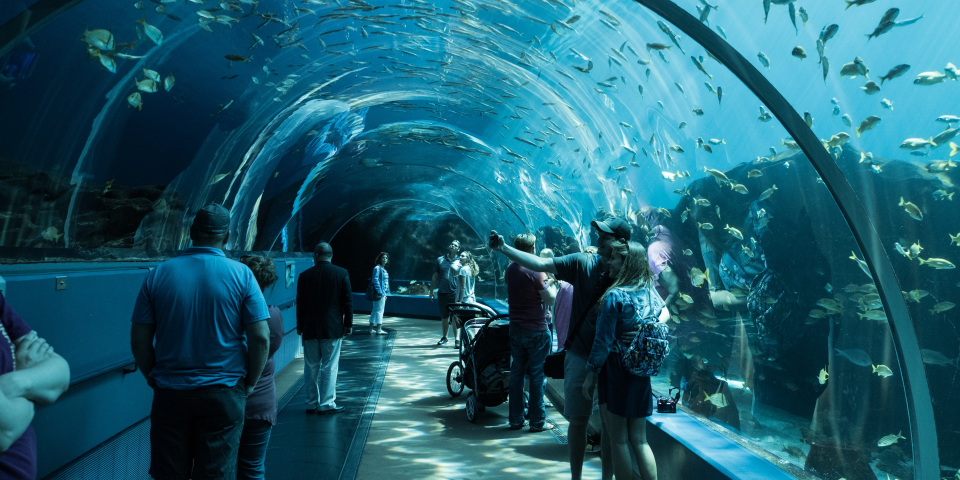 Georgia Aquarium | I-75 Exit Guide