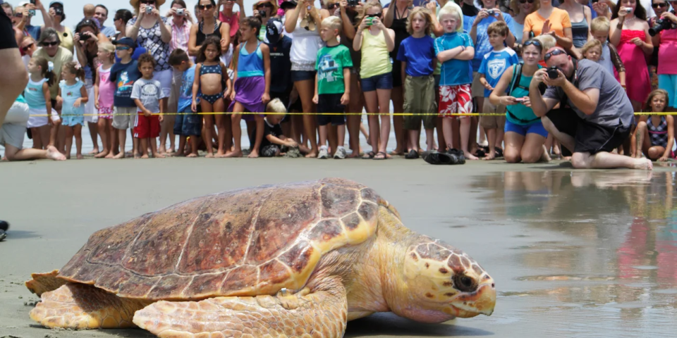 Georgia Aquarium | I-75 Exit Guide