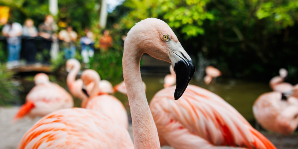 Sunken Gardens - St. Petersburg, Florida | I-75 Exit Guide